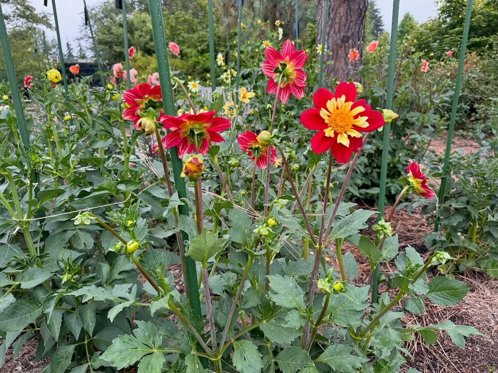 DAHLIA　ヨーヨー　リクリエーション　アノマリー　オレンジ Double Extreme Dahlia – Pinetree Garden Seeds